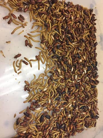 Mealworm Available For Discounted Sale Just Rs. 5 8
