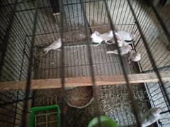 white java pathy for sale age 4month per peice 1800 0