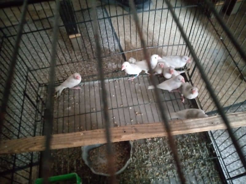 white java pathy for sale age 4month per peice 1800 1