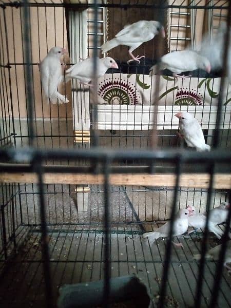 white java pathy for sale age 4month per peice 1800 4