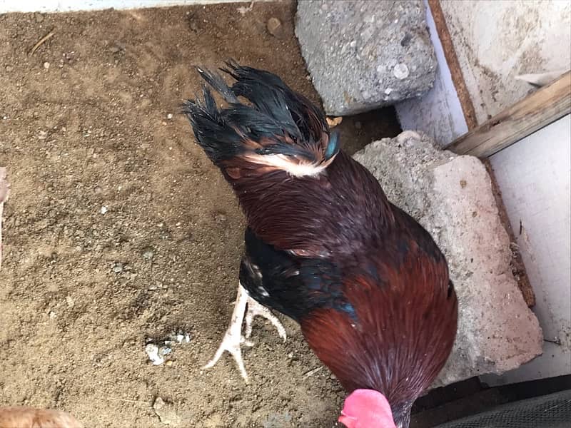 Rooster for sale 0