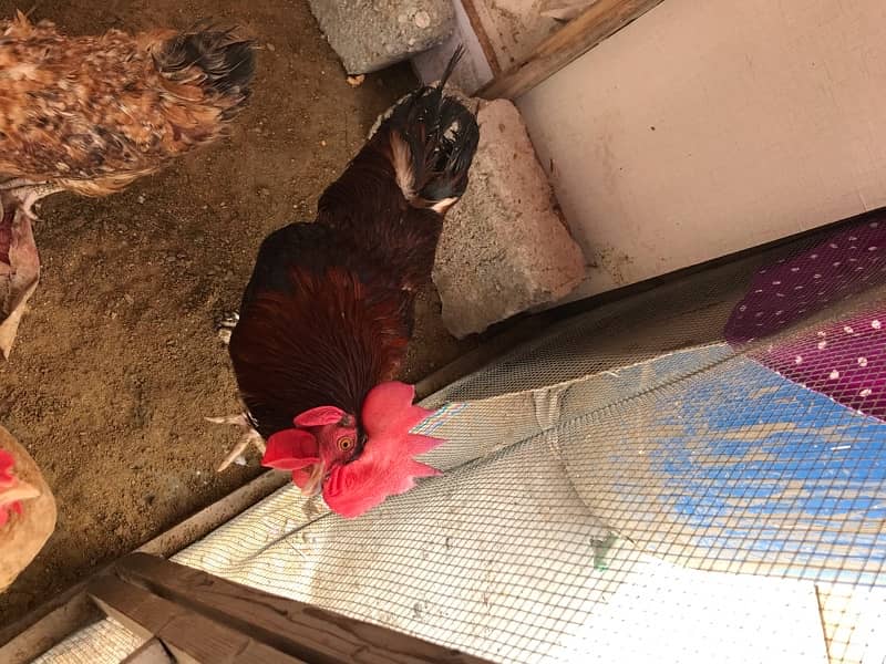 Rooster for sale 1