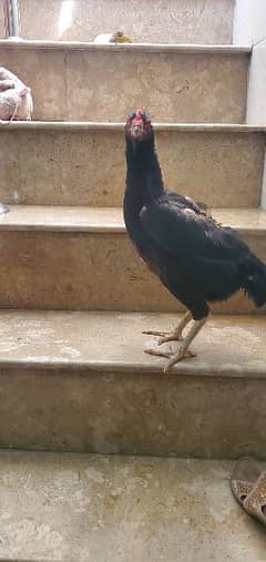 black o shamo chick for sale 1 mount