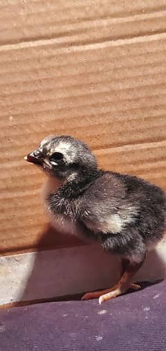 golden black gray buff chick for sale