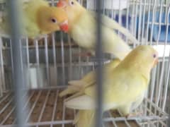 albino red eyes quality birds