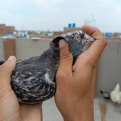 pigeon for sale achy kabutar hai