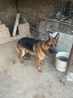 German shepherd 3 year male stock coat breeder dog