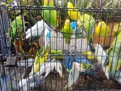 Autralian  Parrots for Sale 0