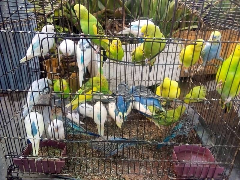 Autralian  Parrots for Sale 1