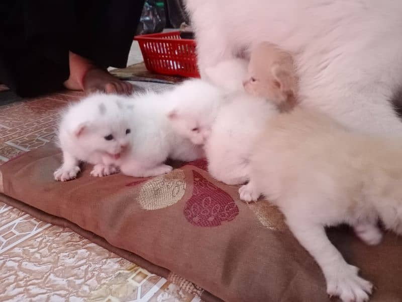 cats babies 5