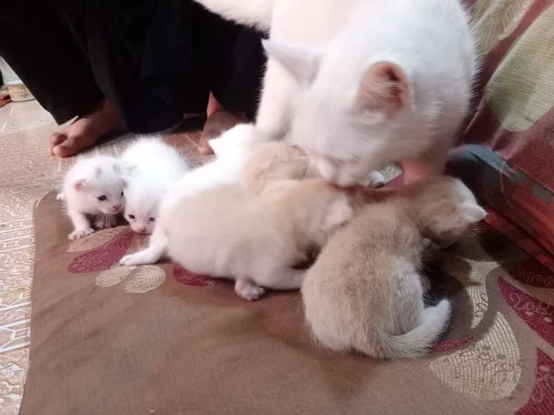cats babies 6