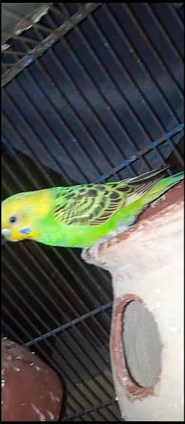 mashallah breeder pair for sell paed male green female 1