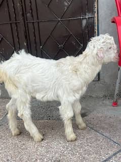 2 male goats full active