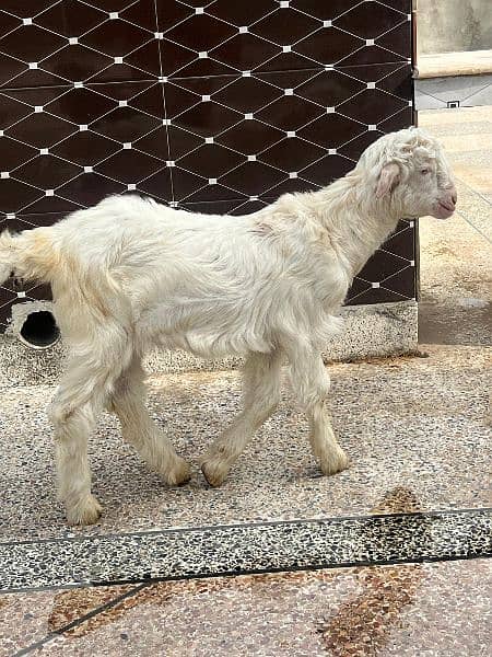 2 male goats full active 1
