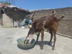 Beetal Goat For Sale in Chakwal 0