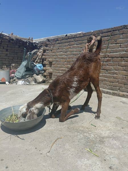 Beetal Goat For Sale in Chakwal 1