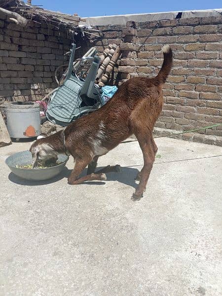 Beetal Goat For Sale in Chakwal 3