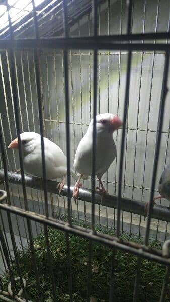white java pair ready for first breed for sale 0