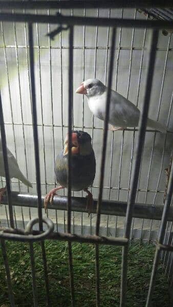 white java pair ready for first breed for sale 1
