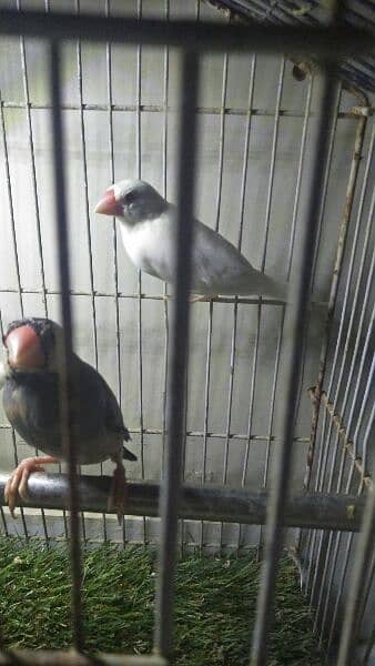 white java pair ready for first breed for sale 2