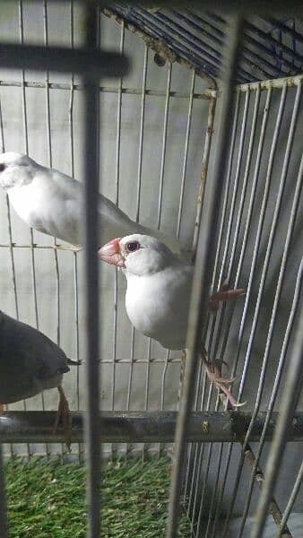 white java pair ready for first breed for sale 3