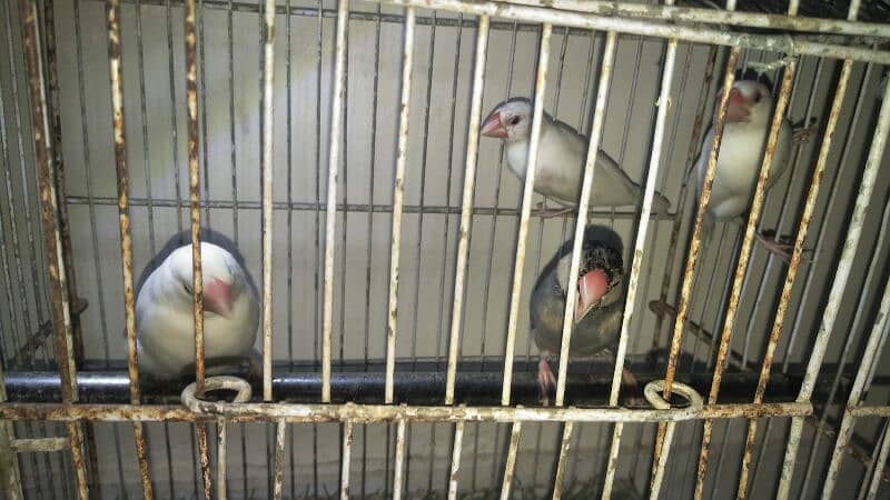 white java pair ready for first breed for sale 4