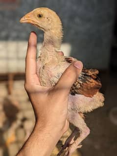 4 chick for sale 1.5 month ka han