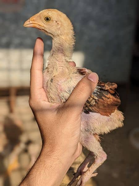 4 chick for sale 1.5 month ka han 0