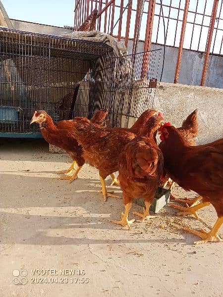 MashaAllah Supreme Quality RIR Chicks Ages 3.5 Months 3