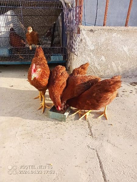 MashaAllah Supreme Quality RIR Chicks Ages 3.5 Months 8