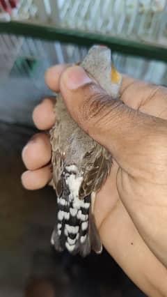 exhibition jumbo size zebra finches 12 pairs available 0