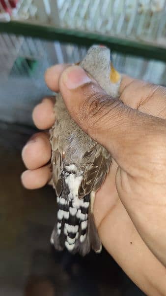 exhibition jumbo size zebra finches 12 pairs available 0
