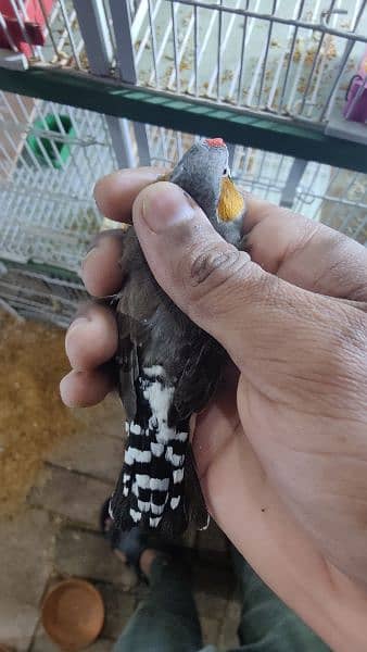 exhibition jumbo size zebra finches 12 pairs available 1