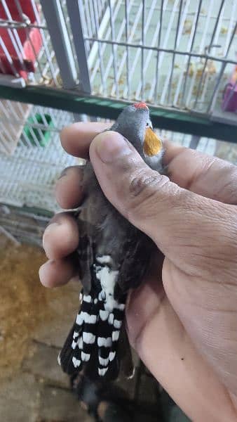 exhibition jumbo size zebra finches 12 pairs available 2