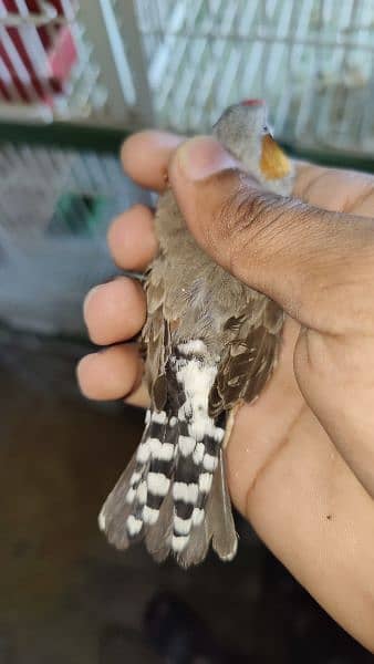 exhibition jumbo size zebra finches 12 pairs available 3