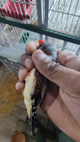 exhibition jumbo size zebra finches 12 pairs available 4