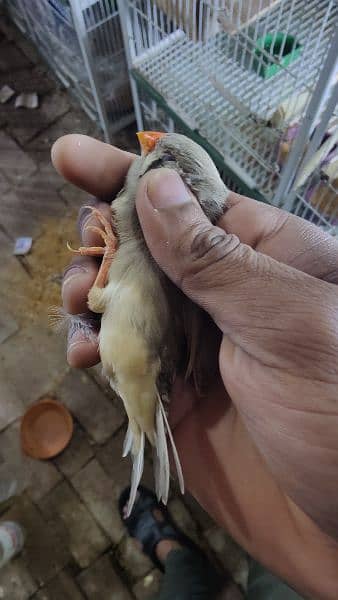 exhibition jumbo size zebra finches 12 pairs available 7