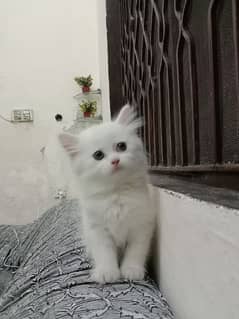 Pure Elegance: Persian Kittens for Sale