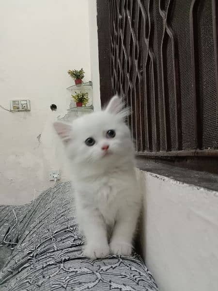 Pure Elegance: Persian Kittens for Sale 0