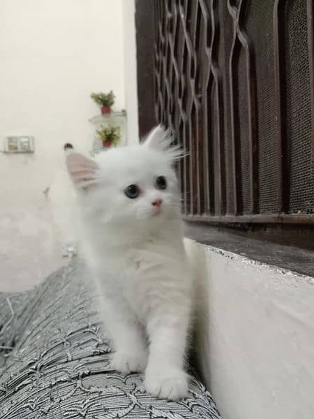 Pure Elegance: Persian Kittens for Sale 1