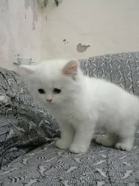 Pure Elegance: Persian Kittens for Sale 2