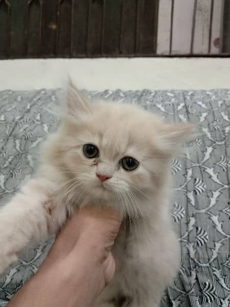 Pure Elegance: Persian Kittens for Sale 3