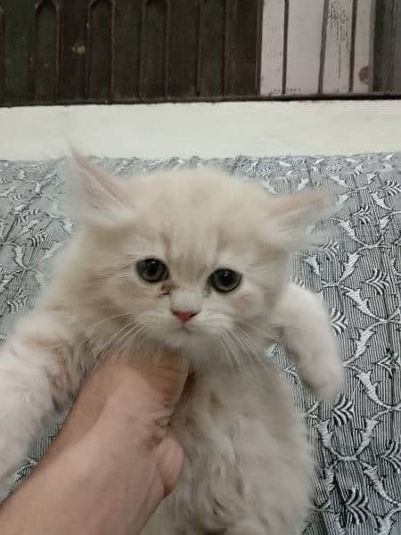 Pure Elegance: Persian Kittens for Sale 4