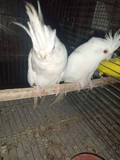 breeder pair for urgent sale bcz of shifting 0