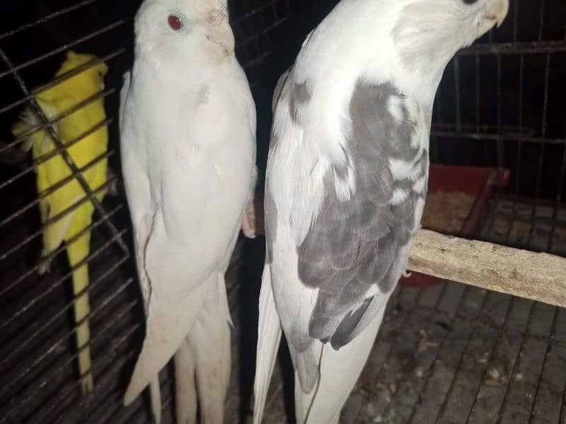 breeder pair for urgent sale bcz of shifting 1