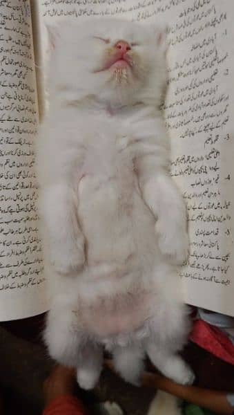 Persian kitten mashallah activate healthy 1