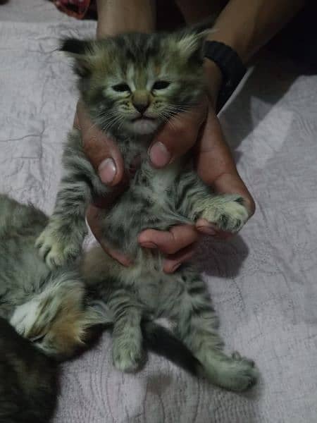 Persian kitten mashallah activate healthy 3