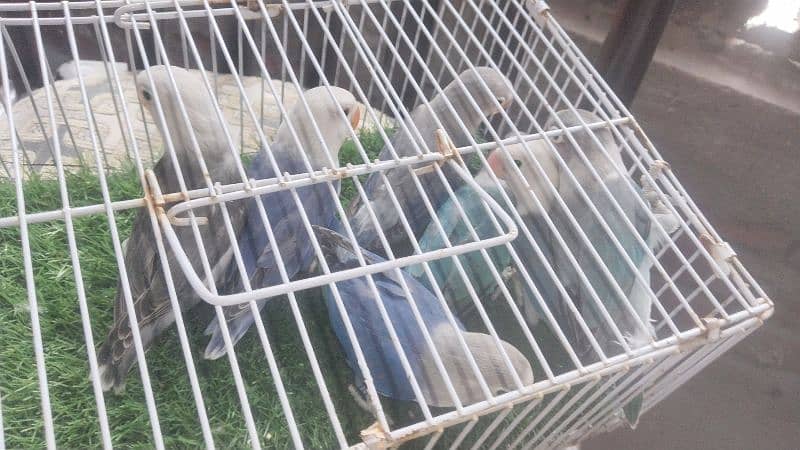 Love Birds Pathay For Sale 0
