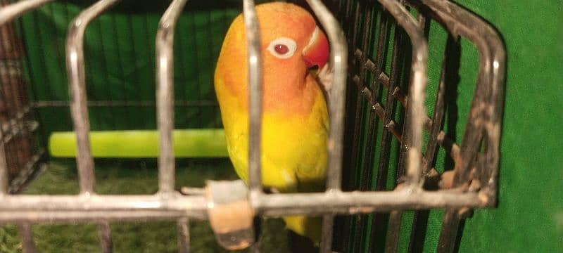 Love Birds Pathay For Sale 1