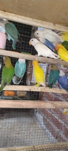Love Birds Pathay For Sale 3